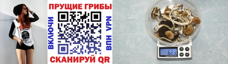 Псилоцибиновые грибы мицелий  Алексеевка 